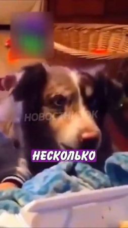 Новостничок (348)
