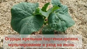 Огурцы:мульчирование обязательно!