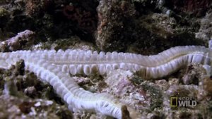 Sea Cucumber Fights with Guts (Literally) | World's Weirdest