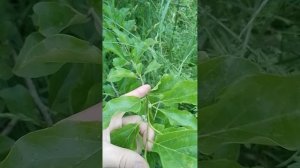 02.06.2025 кудрания  триостренная