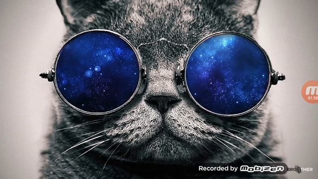 Крутая музыка кот в очках смотреть онлайн