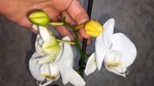 От этого желтеют и сохнут бутоны