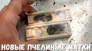 Новые пчелиные матки для успешного пчеловодства!