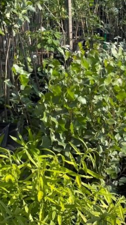 Тополя в садовом центе «АртСад» — разбирают быстро! 🌳