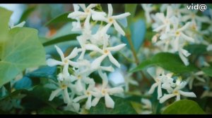 Los Patios de Córdoba