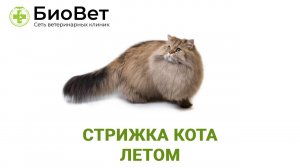 Стричь ли кошку