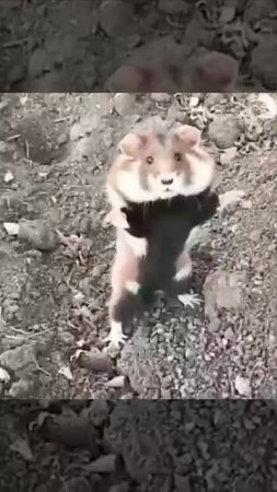 ТЫ КТО????
