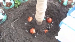 КАК НАДО ПОСАДИТЬ ТЮЛЬПАНЫ, ЧТОБЫ МЫШКИ НЕ ПОГУБИЛИ ЛУ