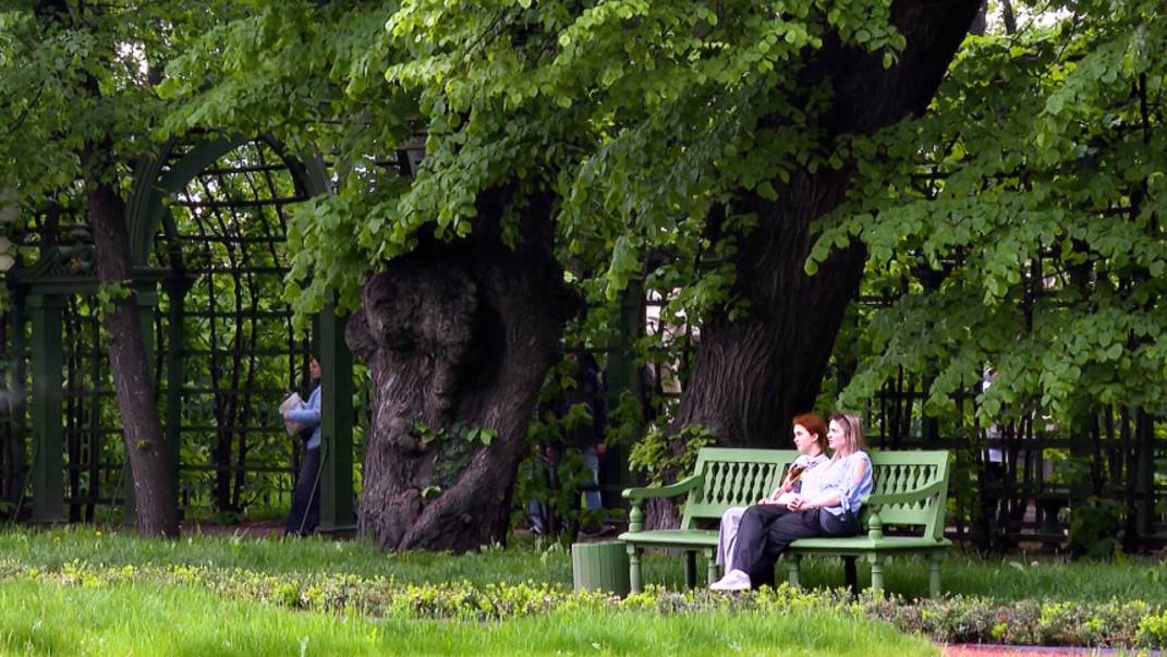 Спасение зеленых: зачем липам и дубам делают томографию в Петербурге