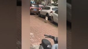 Когда коты и собаки веселее стендап-комиков — сборник самых смешных моментов с п