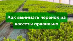 Как вынимать черенок из кассеты для пересадки