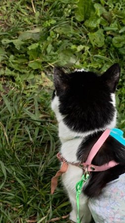 Июньская Мася 😽