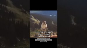 Распаковка альбома "GO LIVE" Stray Kids.| Unpacking Stray Kids album "GO LIVE".