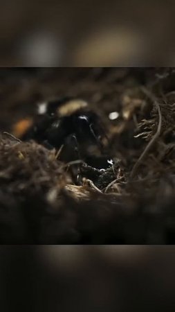 Арктическая королева-шмель и её горшочек с нектаром