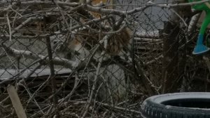 Кошка как снежный барс