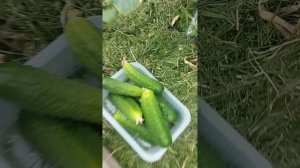 Зинаида Ригоревич. Первый овощ на грядке