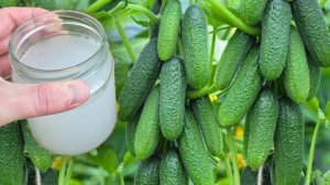 🌱✨ Огурцы, Томаты, Перец — растут как на дрожжах! Проверенный способ🍅🥒🌶️