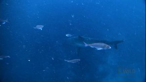 Shark's Eye View | Killer Shots