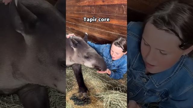 Tapir core