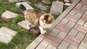 Кошка пушистая