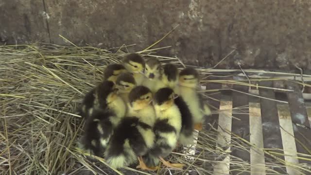 ЧТО ПРОИСХОДИТ НА ОГОРОДЕ смотреть онлайн