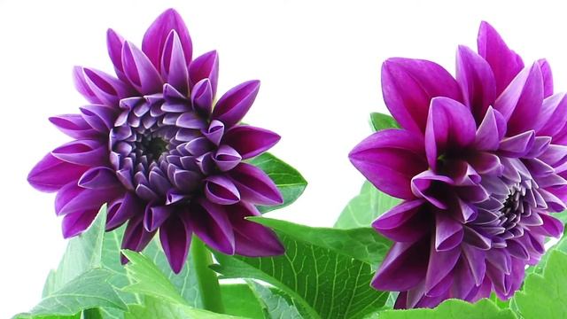 Фабрика обоев "АСПЕКТ РУ" (комбинированый ролик) смотреть онлайн