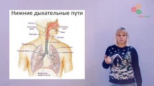 Физиология человека и животных. Дыхание (Зыбина А. М.)