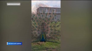 Райские птицы: 150 павлинов круглый год живут на ферме в селе Улу-Теляк в Башкортостане