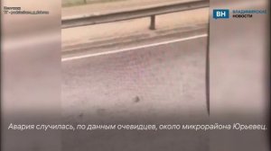 Во Владимире на трассе сбили лося