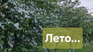 Мой зеленый город...