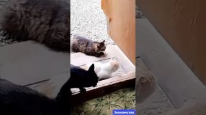 Жители приюта знакомятся с новичком. 
Все идёт своим чередом. Обоюдное привыкание.