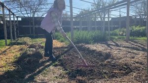 Посадка лука севок под зиму в природном земледелии