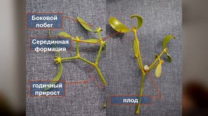 Разбор заданий ЗЭ 2019   Морфология растений   9 класс