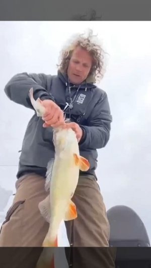 Ну что, сегодня по окушкам? 🎣🦈👋