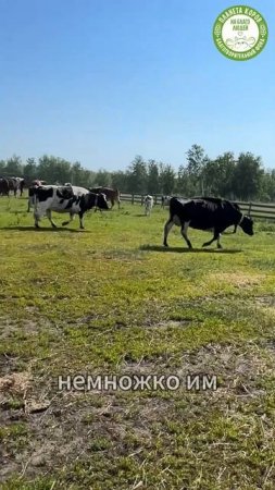 Коровы идут гулять!
