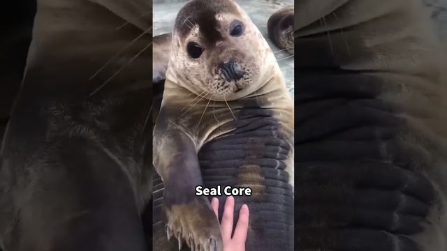 Seal core