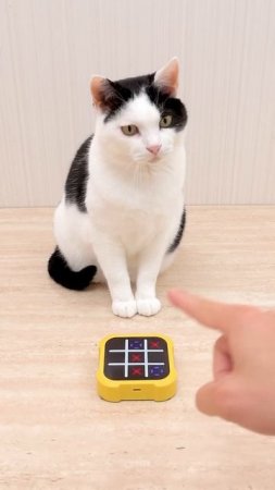 Cat and TIC TAC TOE