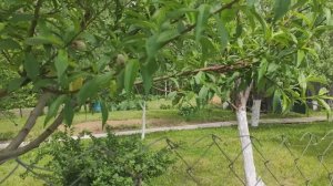 Виноград в Калужской области 31.05.2025