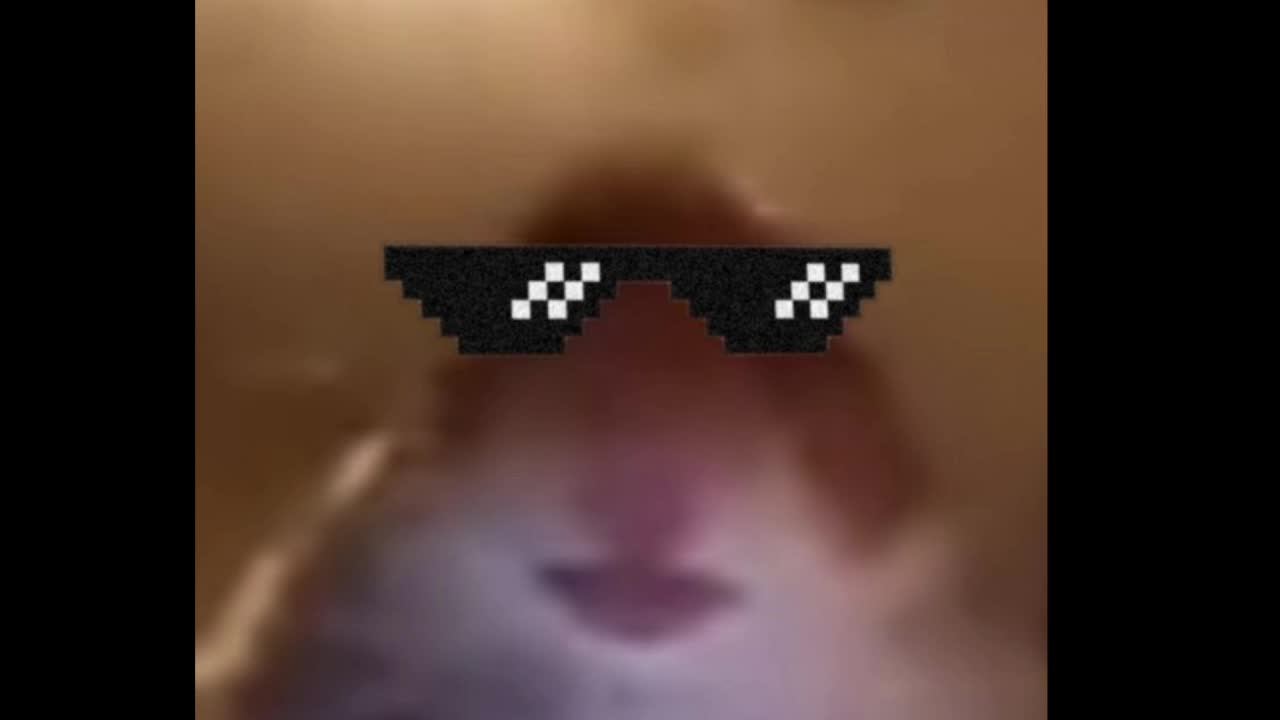 хомяк стримит !!!!!!!!!!!!!!!!!!!!!!!!!!