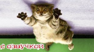 Приколы с котами! С ОЗВУЧКОЙ! Смешные коты! Самые смешные животные! ДО СЛЁЗ!