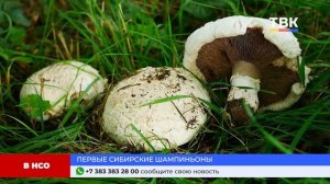 Программа "Дайджест" 03.06.25