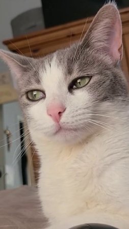 long live the queen #cat #cute