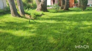 Цветущие забор и сарай на даче!