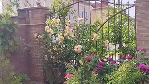 Джубили Селебрейшн, роза Остина на Юге, первый год