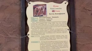 Krasivyye mesta Rossii. Зоопарк. Снежный барс. Пума.