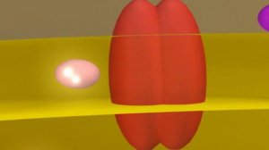 Дыхательная цепь переноса электронов