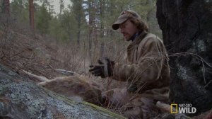 Fresh Kill | Big Cat Week