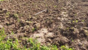 Выращиваем арбузы и дыни в открытом грунте,во Владимирской области,на даче.Часть 3.(Высаживаем)