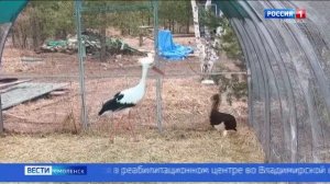 🐦Появились подробности жизни редкого черного аиста Кузи