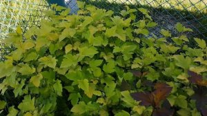 Декор без забот! Неприхотливые кустарники и цветы. Быстро растущая изгородь!